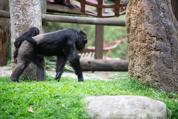 CHimpanzee with a young on its back on the move 