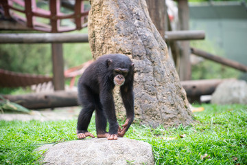 Chimpanzee on the move