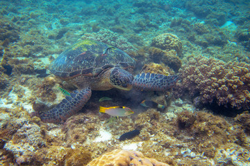 Fototapeta na wymiar Green turtle and coral fish underwater photo. Sea turtle closeup. Oceanic animal in wild nature