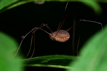 Harvestmen