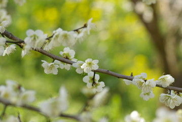 梅の花（Ume）