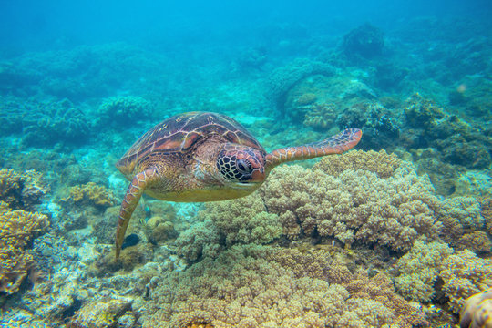 Green turtle in corals underwater photo. Sea turtle closeup. Oceanic animal in wild nature. Summer vacation activity
