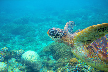 Naklejka na ściany i meble Green turtle head underwater photo. Sea turtle closeup. Oceanic animal in wild nature. Summer vacation activity
