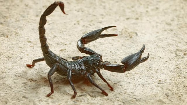 Asian forest scorpion (Heterometrus) In the position of Defense