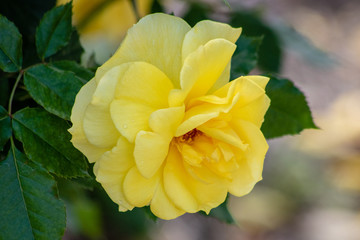 Yellow rose