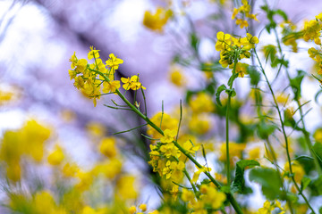 さくら　お花　花見