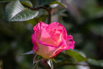 Pink rose