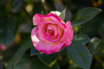 Pink rose