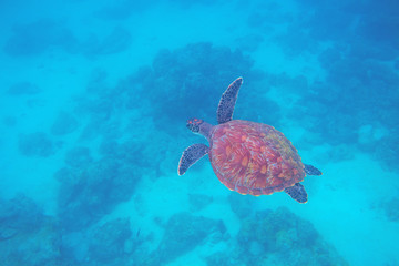 Green turtle top view underwater photo. Sea turtle closeup. Oceanic animal in wild nature. Summer vacation activity.