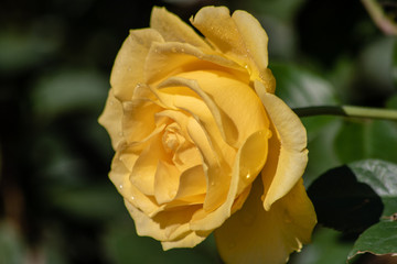 Yellow rose