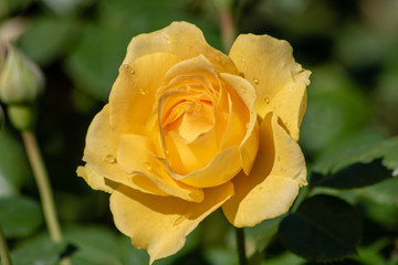 Yellow rose