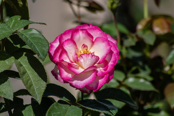 Pink and white rose