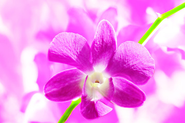 violet orchid on pink background