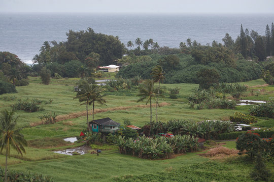 Hana And Taro Plantation Fields In Maui County, Hawaii