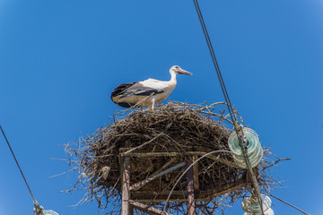 White stork in a nest