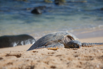 Hawaiian Green Sea Turtle in Maui, HI