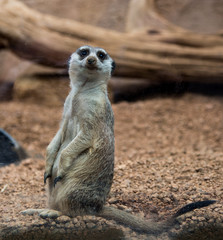 Fototapeta premium meerkat on guard