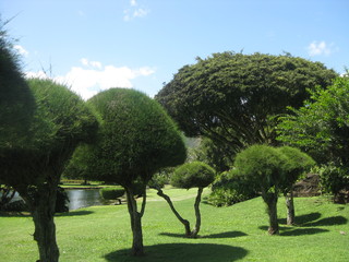 Shaped trees surrounding a pond in a beautiful garden on the island of Kauai, Hawaii