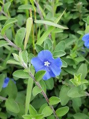 Blue Flower