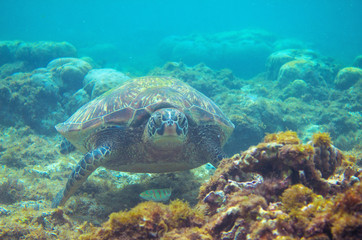 Naklejka na ściany i meble Green turtle face underwater photo. Sea turtle closeup. Oceanic animal in wild nature. Summer vacation activity