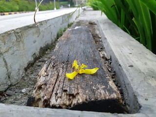 Log and Flower
