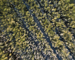 Aerial view of Melaleuca tree forest