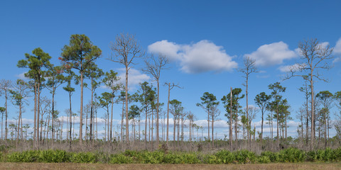 Pine trees at the Mohogany Hammock junction in Everglades National Park near Homestead, Florida