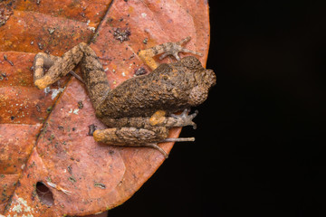 Beautiful nature close-image of  Mountain Slender Litter Frog - Leptolalax sabahmontanus