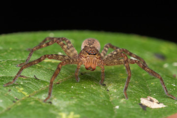 Beautiful Spider in Sabah, Borneo , Spider of Borneo , hunstman spider on green leaf