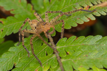 Beautiful Spider in Sabah, Borneo , Spider of Borneo , hunstman spider on green leaf