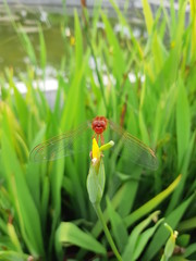 Dragonfly on Grass