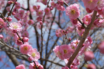 Pink plum blossoms blooming against the background of the sky