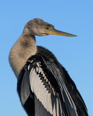 Anhinga profile portrait along the Anhinga Trail in Everglades National Park near Homestead, Florida