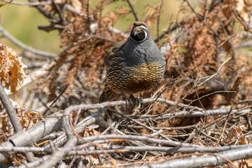 Male California Quail in full plumage poses on a pile of brush and struts