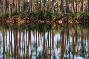 Forest reflections along the banks of Long Pine Key Lake in Everglades National Park near Homestead, Florida