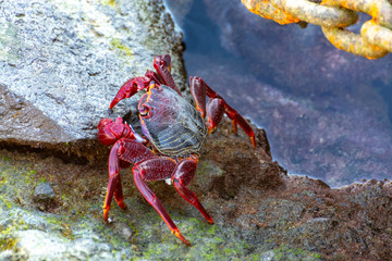Moorish red legged crab (Grapsus adscensionis), a common crustacean of Gran Canaria, Canary Islands, Spain
