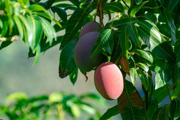 Tropical mango tree with big ripe mango fruits growing in orchard on Gran Canaria island, Spain....