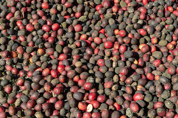 Traditional method of drying mature coffee beans on  open grid outside in sun lights, bio coffee farm