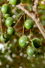 Ripe macadamia nuts handing on macadamia tree ready for harvest