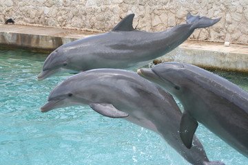 Jumping Dolphin Trio