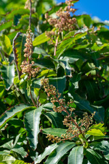 Tropical banana palm tree with green banana fruits growing on plantation on Gran Canaria island, Spain