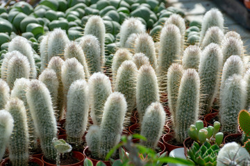 Rows of different cacti plants in buckets on sale in garden shop, homeplant and decovative plant for gardens and parks
