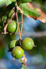 Ripe macadamia nuts handing on macadamia tree ready for harvest