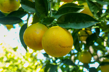 Tasty navel oranges plantation with many orange citrus fruits hanging on trees, Agaete valley, Gran Canaria, Spain