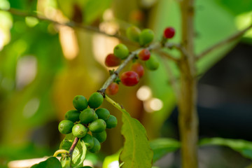 Branch of arabica coffee tree on plantation with green ripening coffee beans