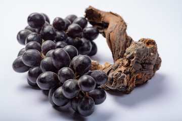 Piece of old grapevine and bunch of black grapes on white background