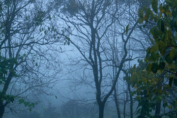 trees in fog