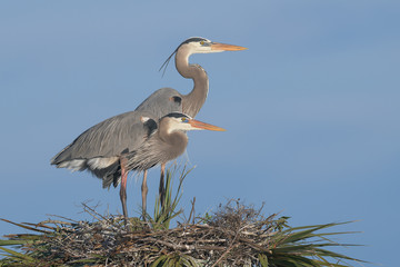 Pair of Great Blue Herons standing on palm tree nest in the Viera Wetlands in Melbourne, Florida