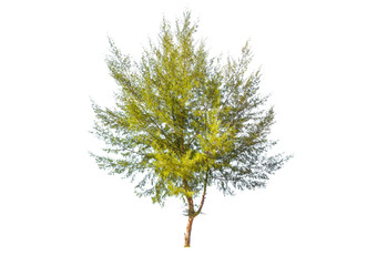 pine tree on white