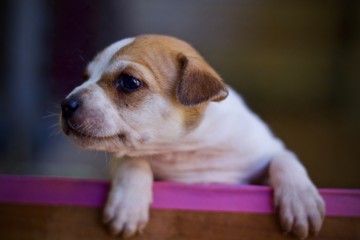 dog in a hat